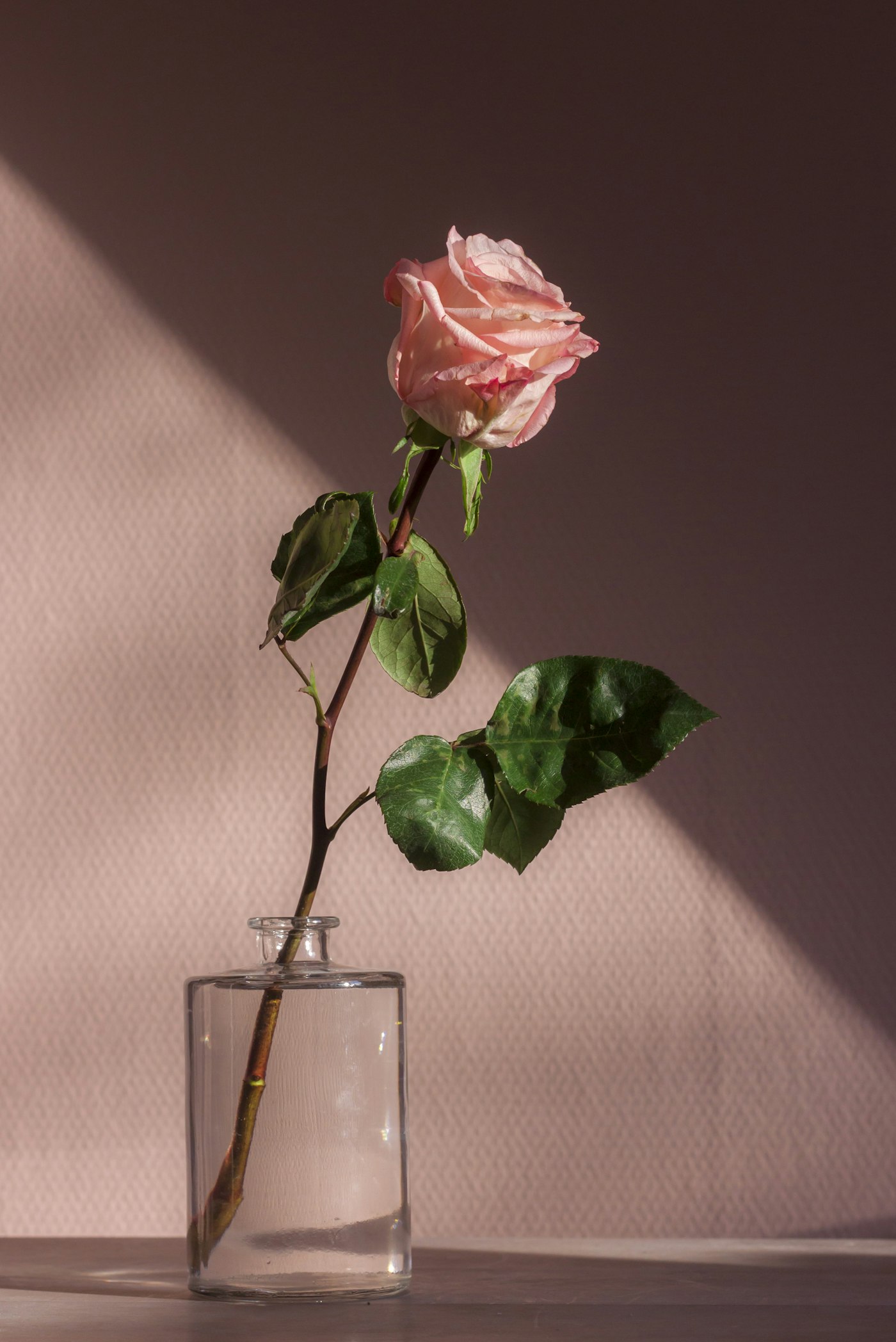 Planten