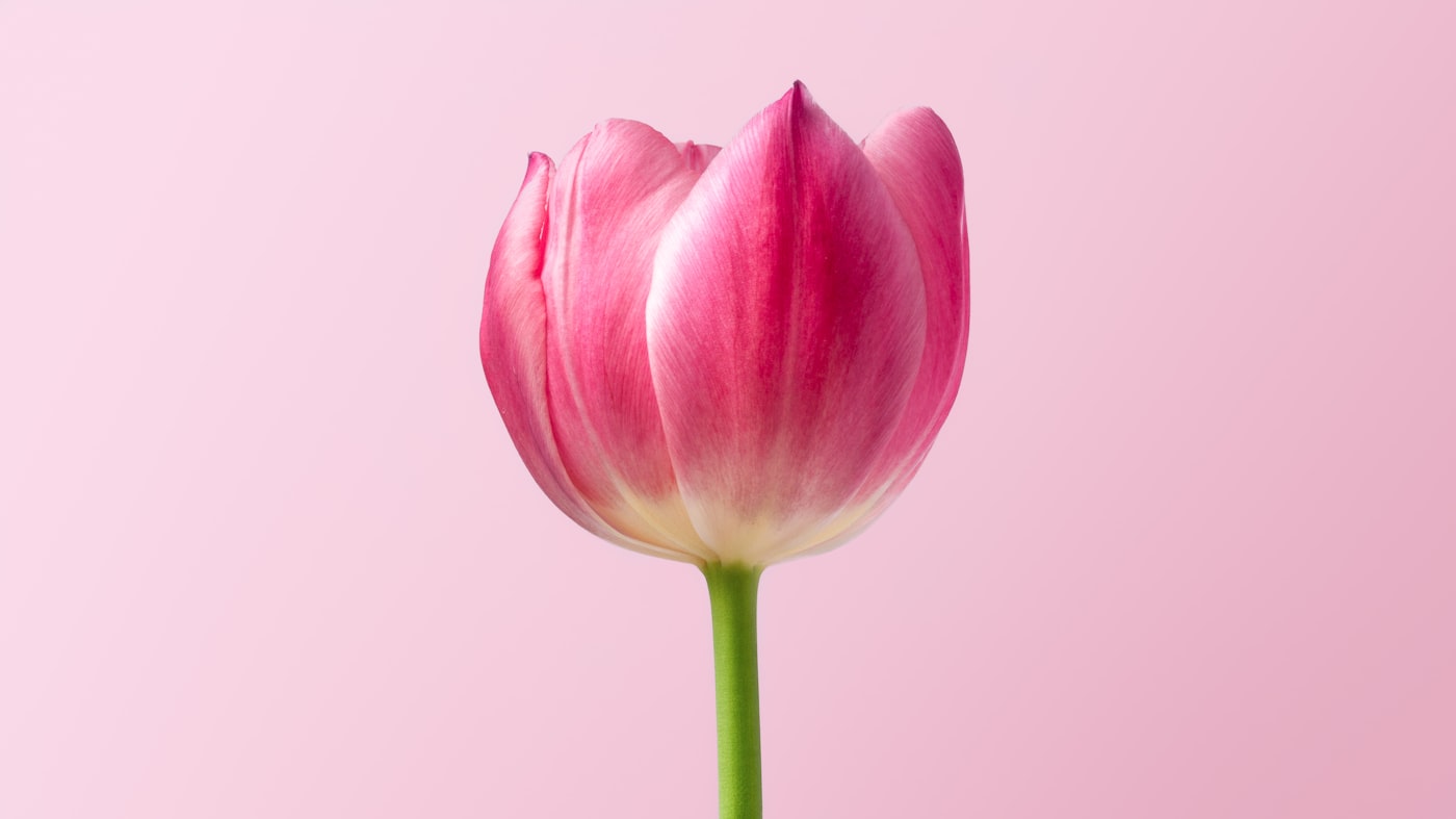 J. Nederlof Bloemen en Planten